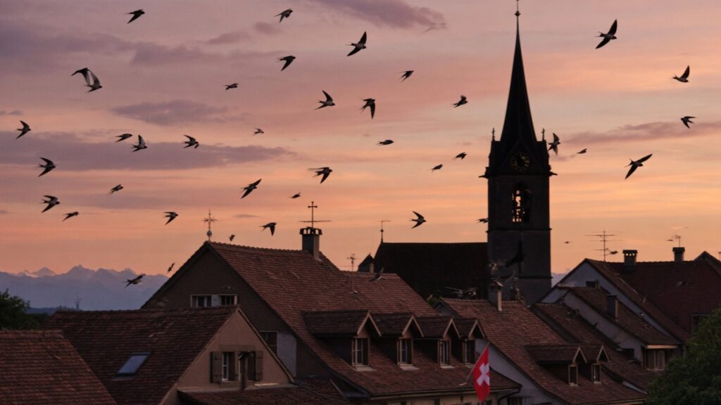 Hirondelles au-dessus d’un village vaudois